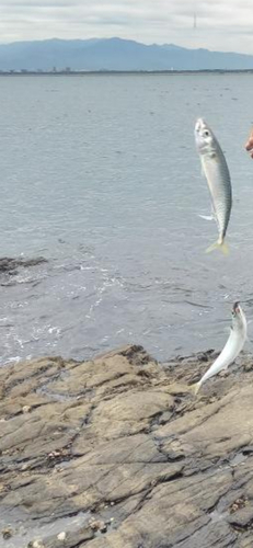 サバの釣果