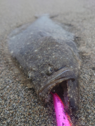 ヒラメの釣果