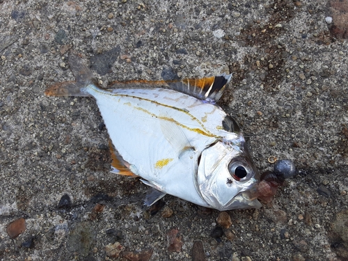 ヒイラギの釣果