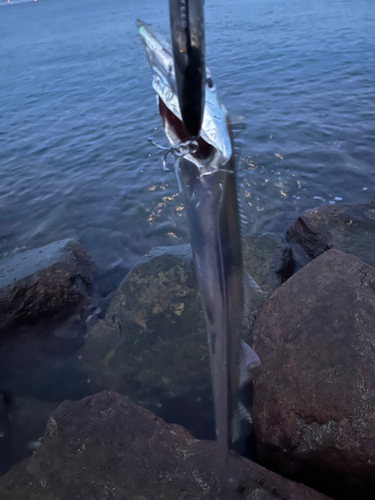 タチウオの釣果