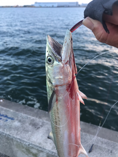 サゴシの釣果