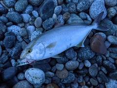 ショゴの釣果