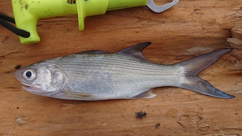 ツバメコノシロの釣果