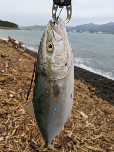 イナダの釣果