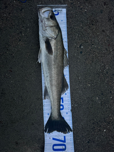 シーバスの釣果