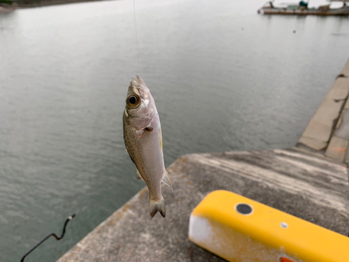 ハゼの釣果