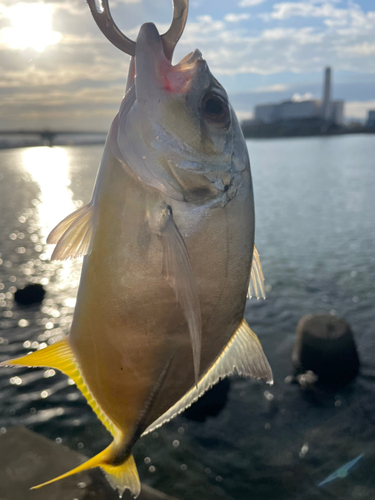 メッキの釣果