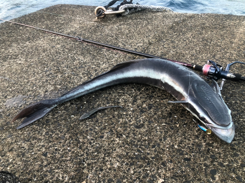 コバンザメの釣果