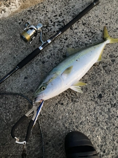 メジロの釣果