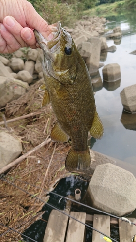 釣果