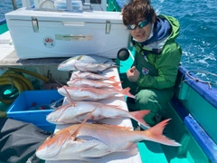 マダイの釣果