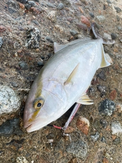 カンパチの釣果