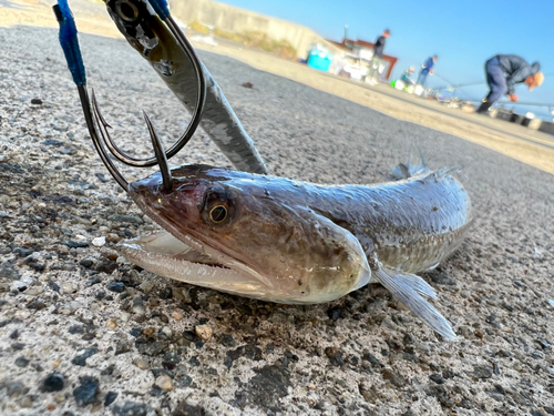 エソの釣果