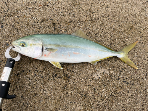 ワカシの釣果