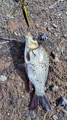 フナの釣果