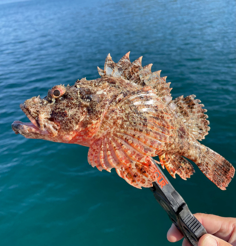 オニカサゴの釣果