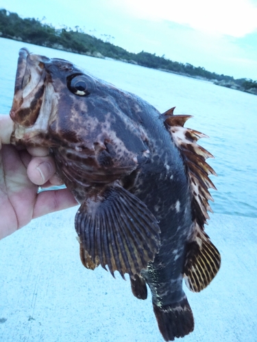 タケノコメバルの釣果