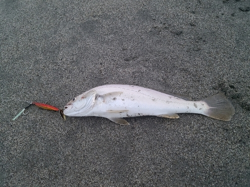 ニベの釣果