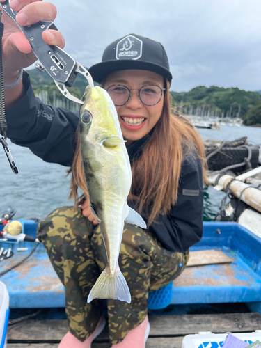 シロサバフグの釣果