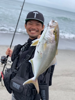 ショゴの釣果