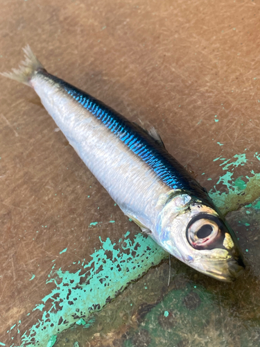 ウルメイワシの釣果