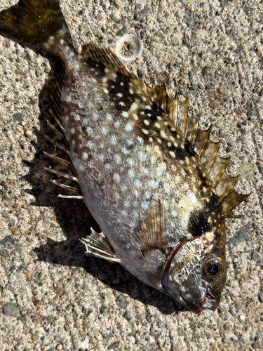 アイゴの釣果