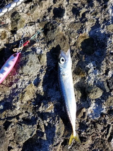 サバの釣果