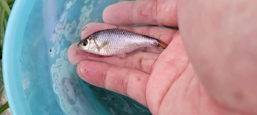 タナゴの釣果