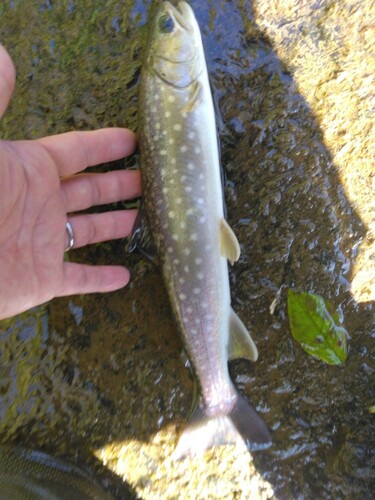 アメマスの釣果