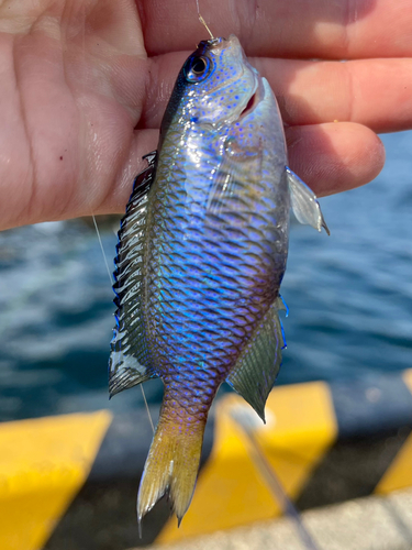 ソラスズメダイの釣果