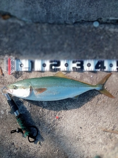 ハマチの釣果