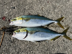 ハマチの釣果