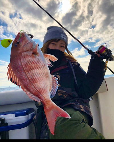 マダイの釣果