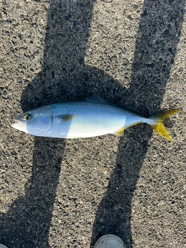 ハマチの釣果