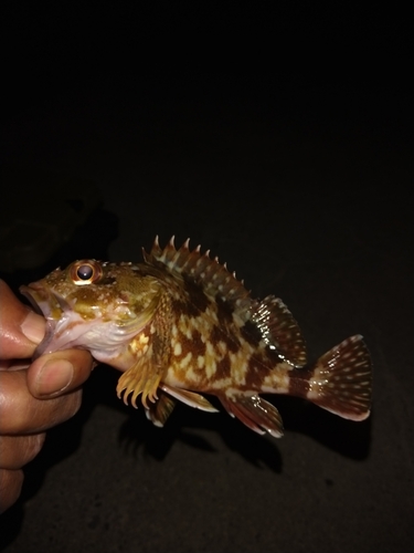 カサゴの釣果