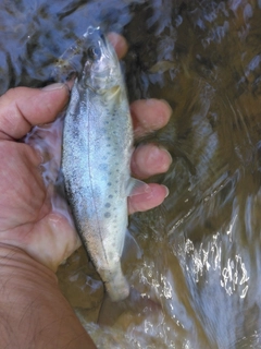 ヤマメの釣果