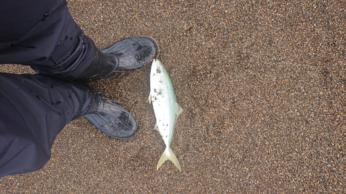 ワカシの釣果