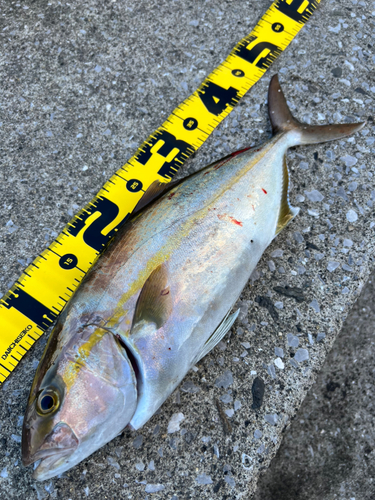 カンパチの釣果