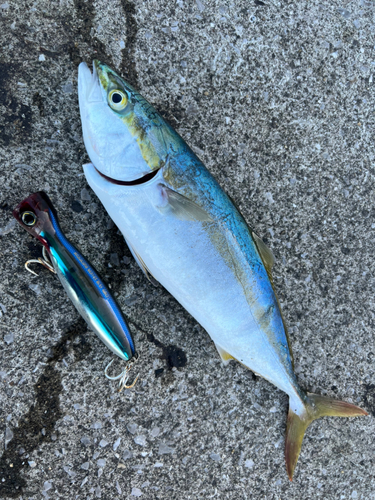 ハマチの釣果