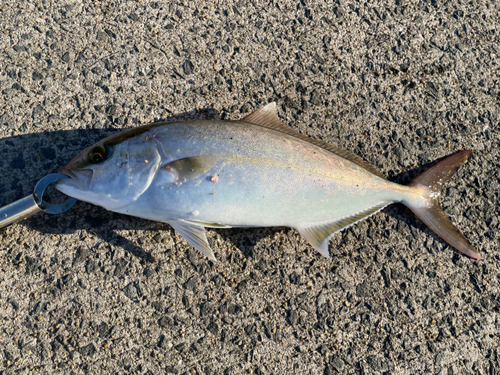 ネリゴの釣果