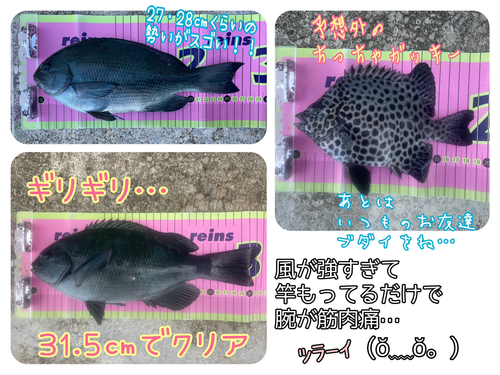 メジナの釣果