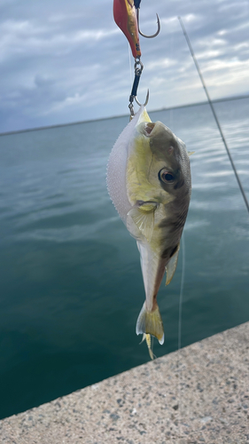 カナフグの釣果