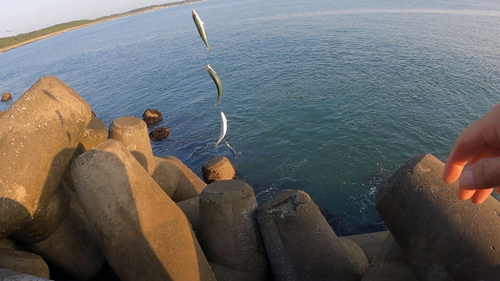 サバの釣果