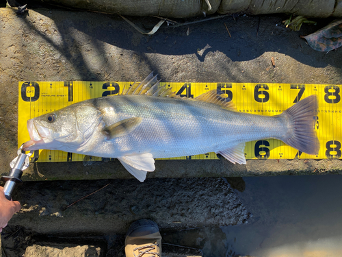 シーバスの釣果