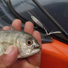 メッキの釣果