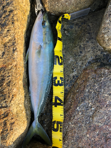 ハマチの釣果