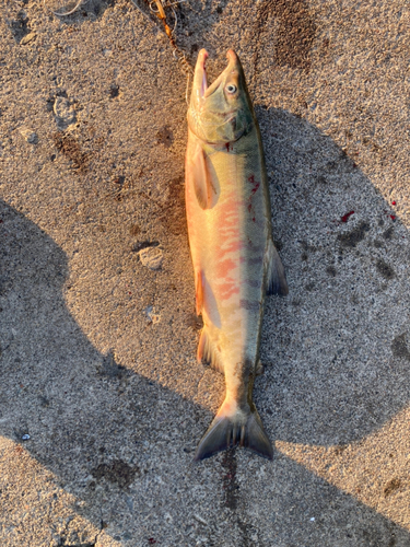 アキアジの釣果