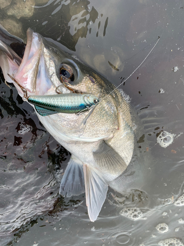 スズキの釣果