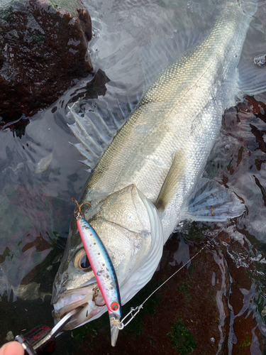 スズキの釣果