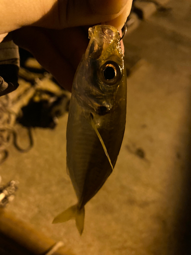 マアジの釣果